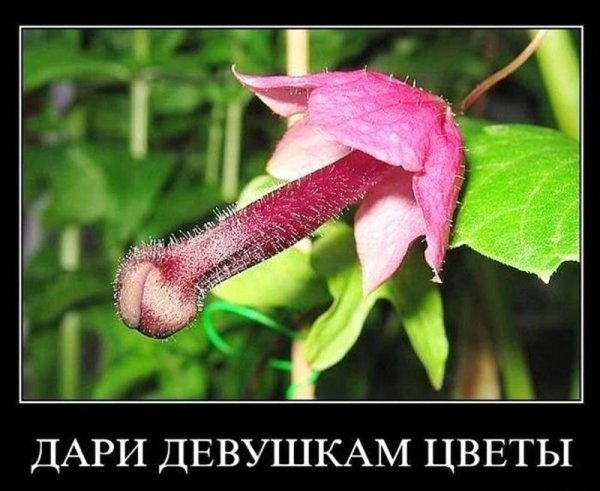 Демотиваторы цветы