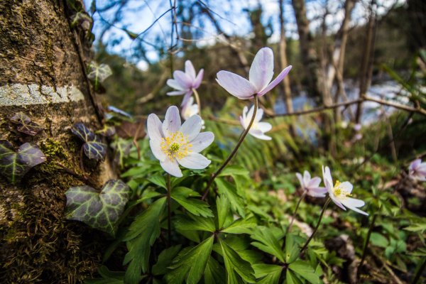 Журавинка Лесные цветы