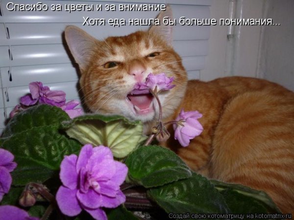 Цветущий Кактус