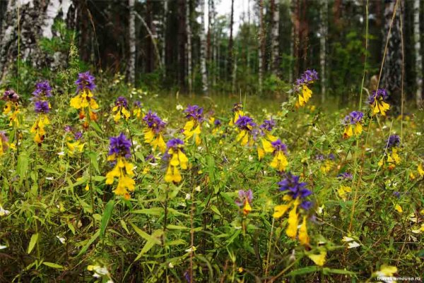 Полевые травы