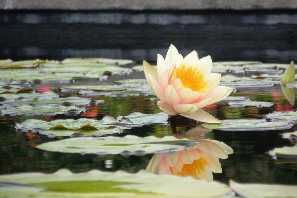 Water Lily Pond картина