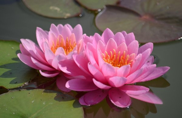 Цветок Nelumbo nucifera водяная Лилия