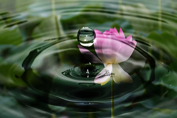 Лотос отражение в воде