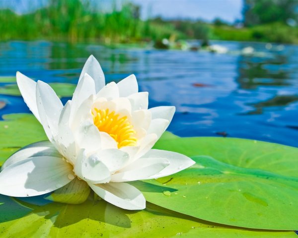 Водяная Лилия кувшинка