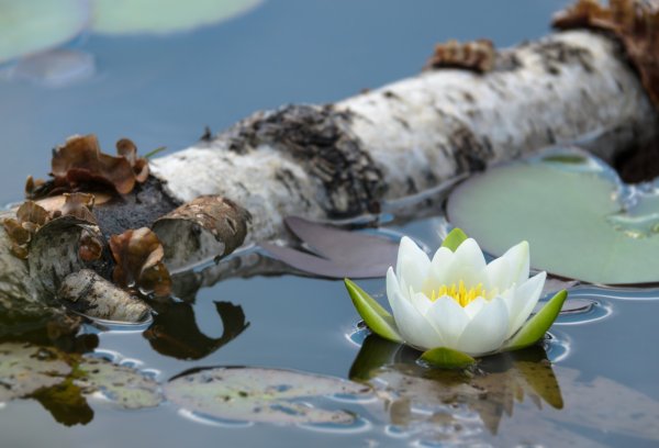 Цветок весенний на воде