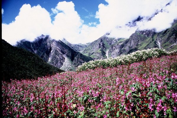 Национальный парк Долины цветов, Уттаракханд