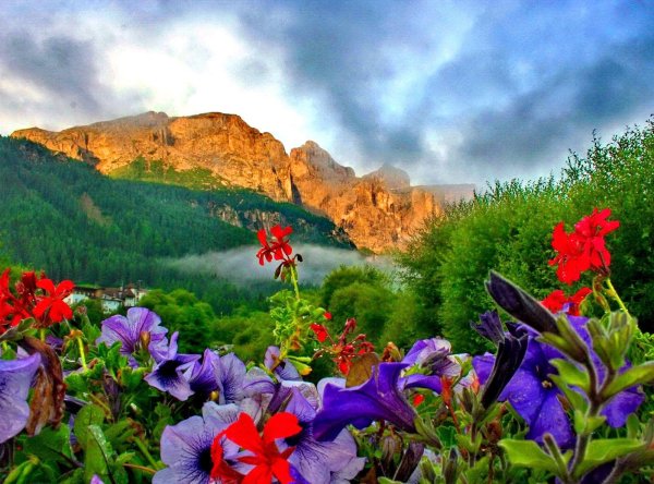 Красивые цветы в горах