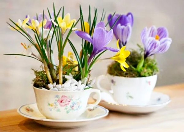 Чубушник Яблоневый цвет