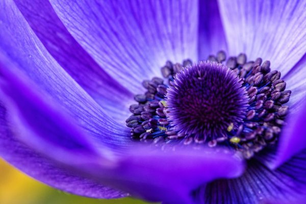 Фиолетовые цветочки