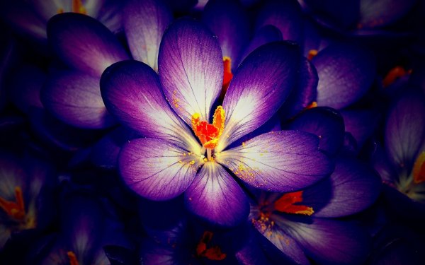 Красивые фиолетовые цветы