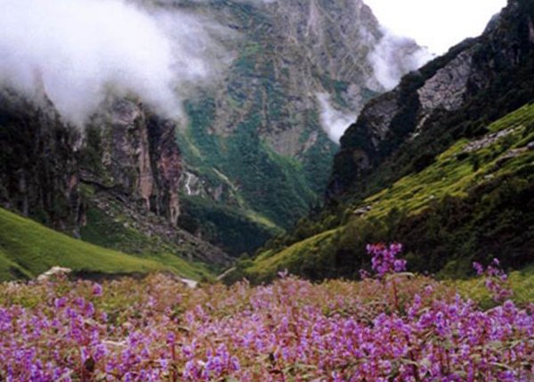 Долина цветов Индия национальный парк