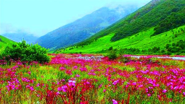 Цветущие горы