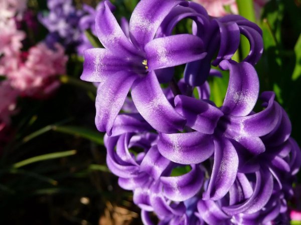 Фиолетовый Пурпл