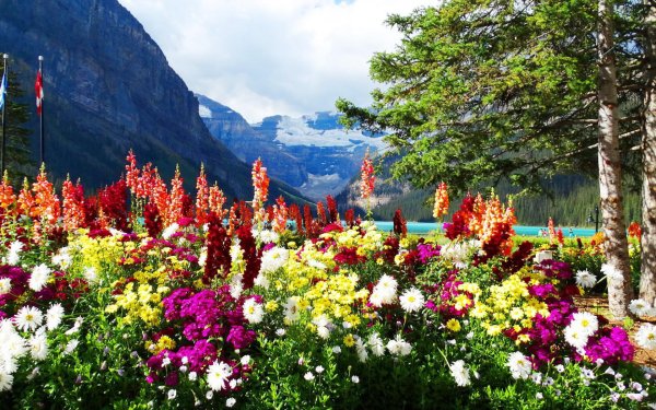 Карпаты рододендрон