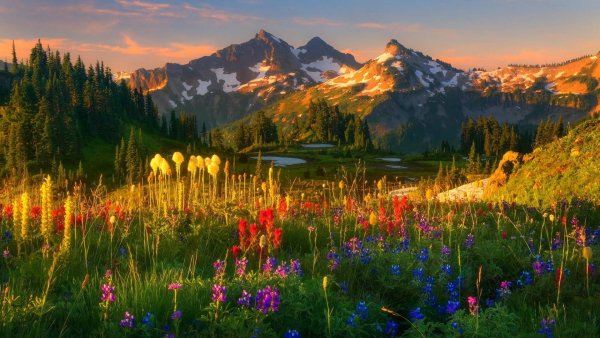 Долина цветов - национальный парк в Гималаях