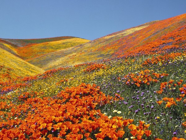 Яркая природа