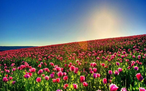 Поле цветов