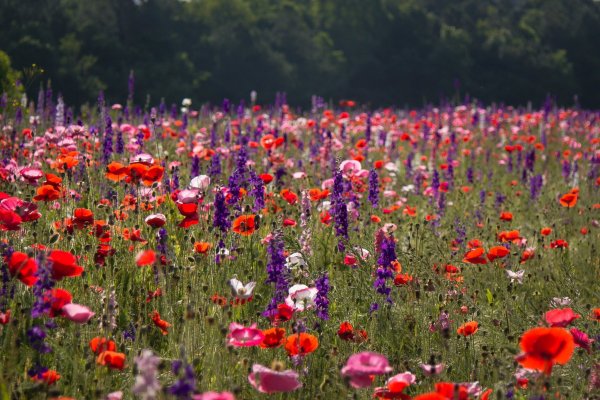 Цветущие поля