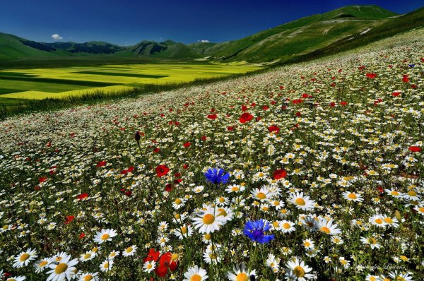 Красивое поле с цветами