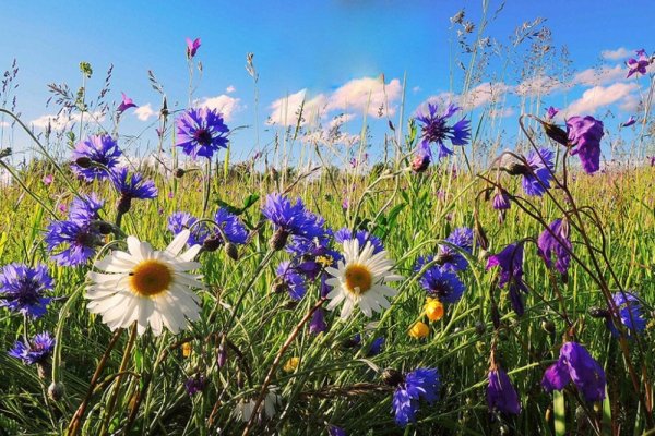Полевые цветы