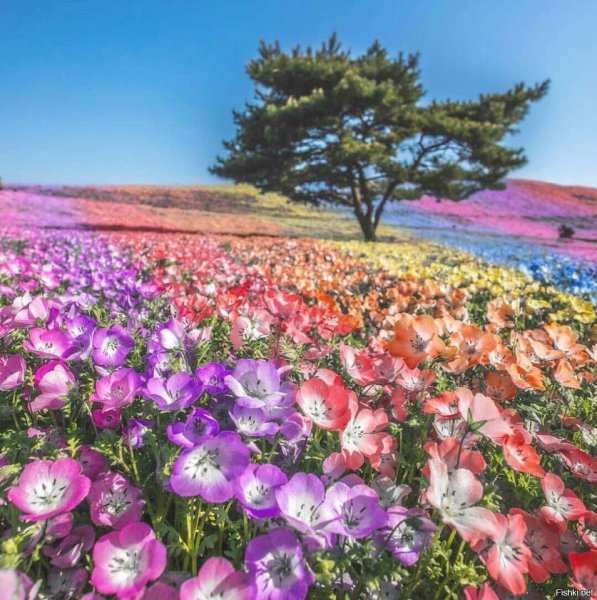 Космея парк Хитачи