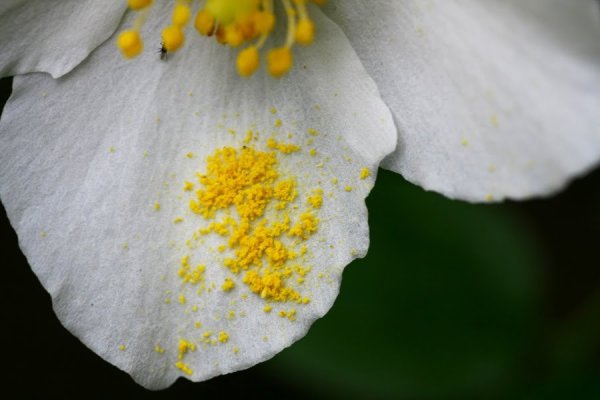 Пыльца цветущих растений