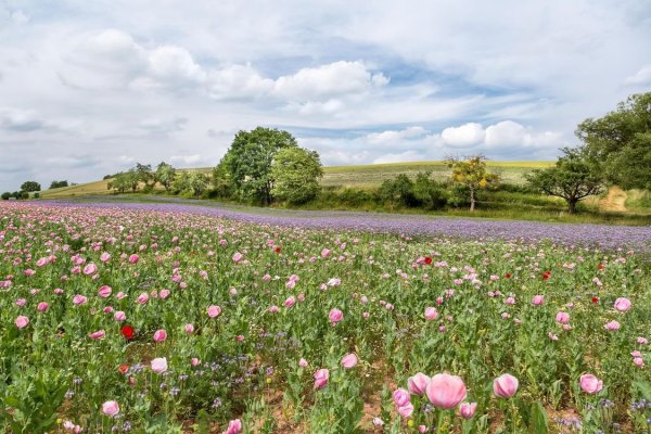 Цветущее поле