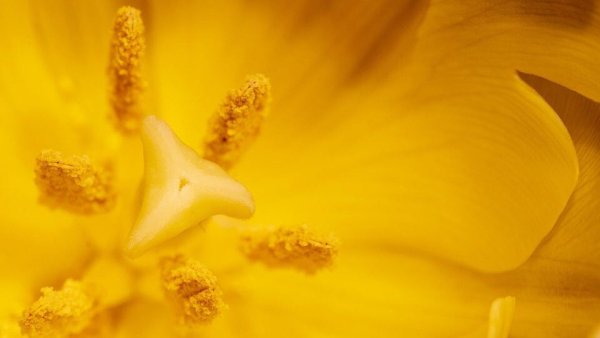 Пыльца Цветочная желтая