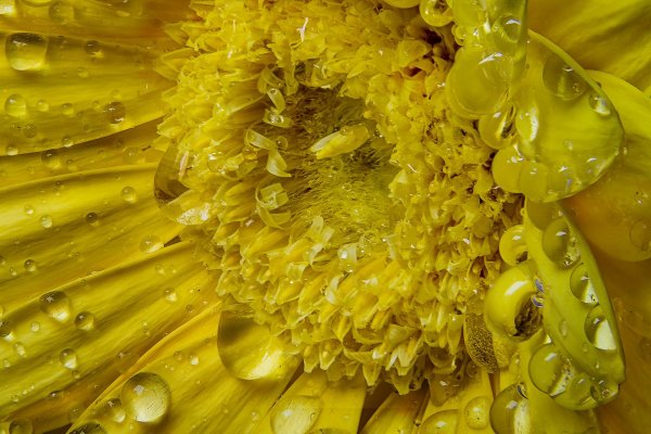 Цветочная пыльца изображение