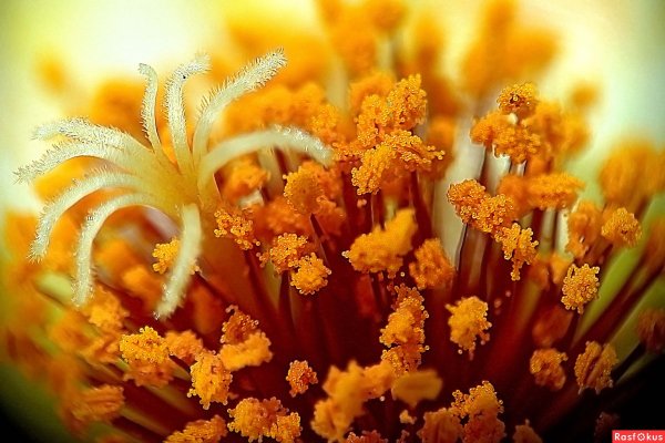 Пыльца Макросъемка