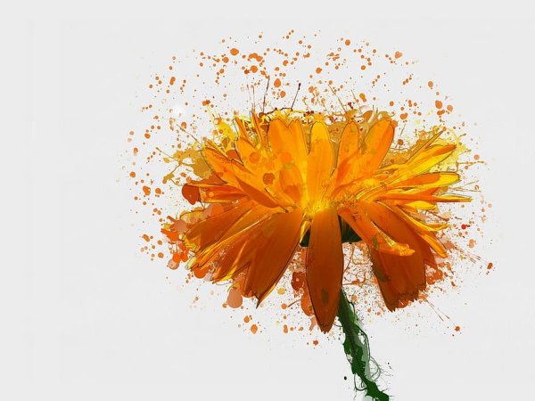 Оранжевые цветы на белом фоне