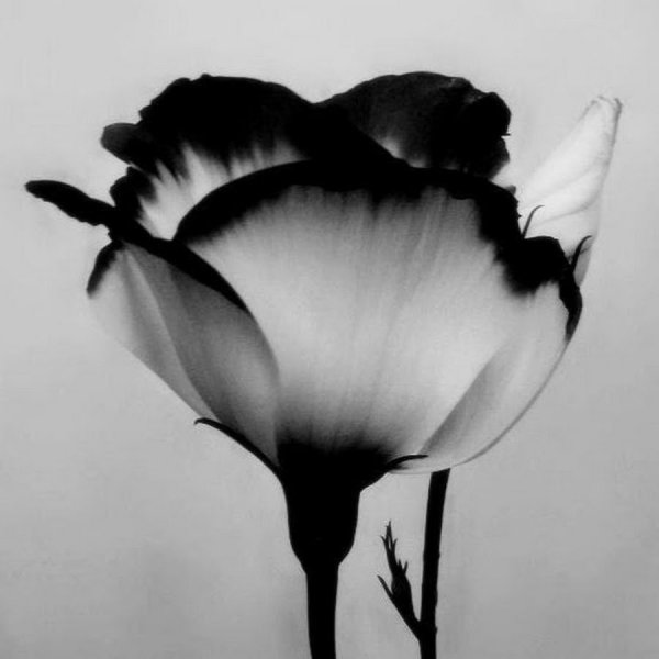 Эстетика чёрного и белого