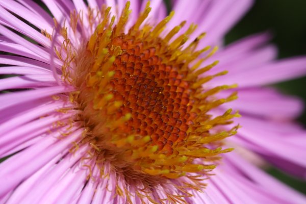 Пестик у растений