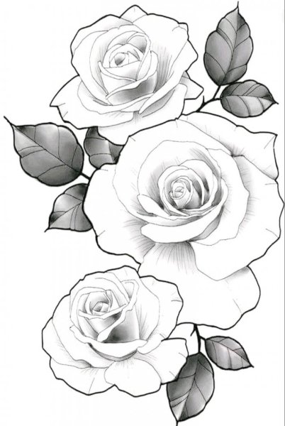 Роза эскиз