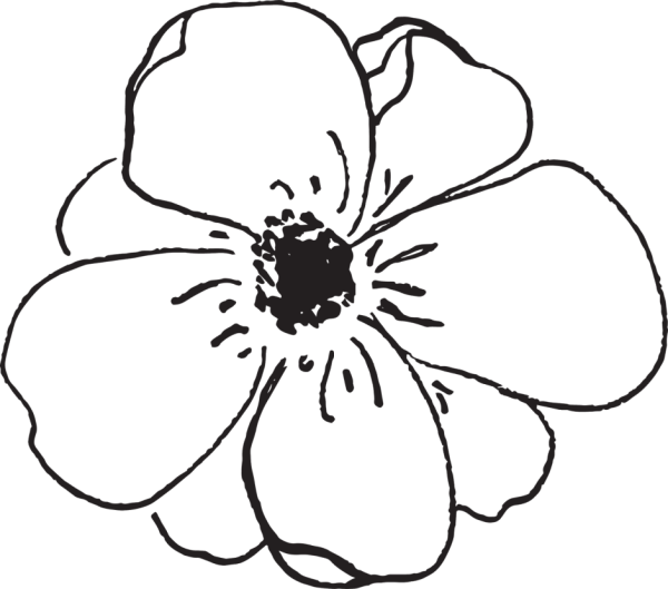 Цветы контур