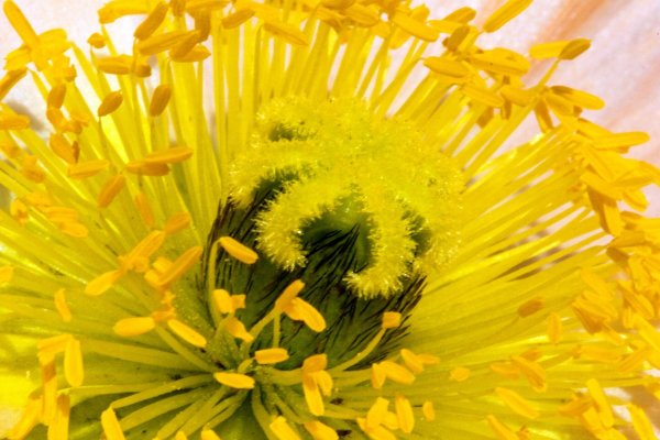 Пчела с нектаром