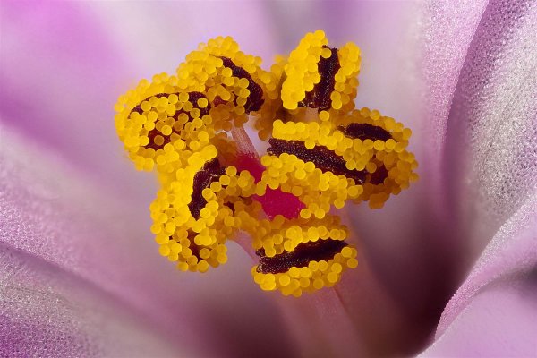 Пыльца растений