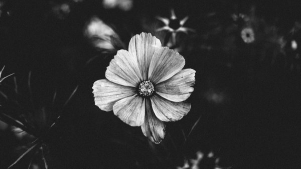 Черно-белый цветок