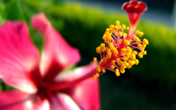 Тычинки пестик пыльца