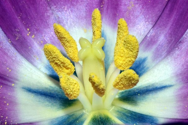 Пыльца на цветке