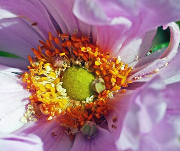 Пыльца на цветке