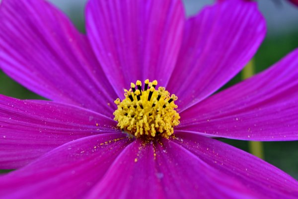 Нектарники у растений