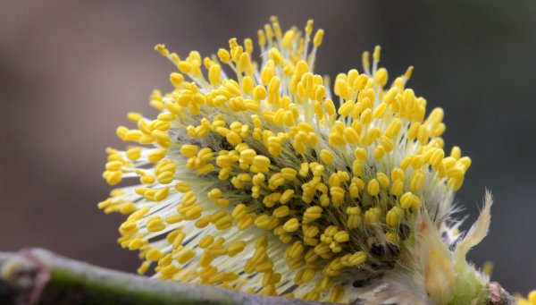 Пчела Карника