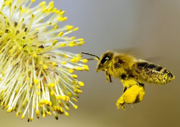 Пыльца анемофильных растений