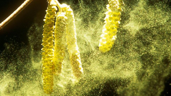 Пыльца ромашки под микроскопом