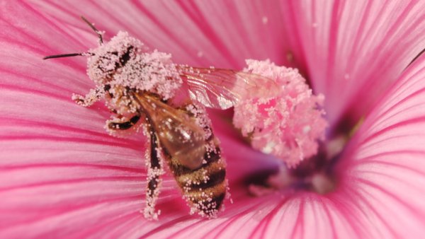 Шмель на цветке в пыльце