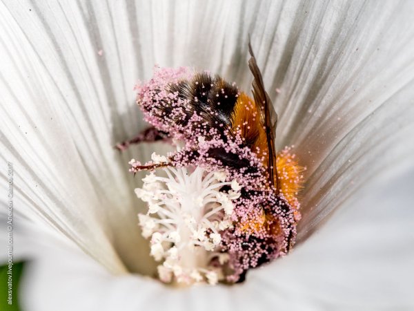 Шмель на цветке