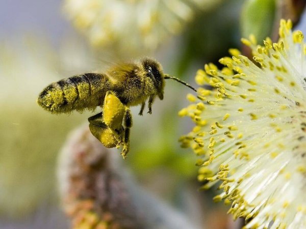 Пыльца Цветочная обножка