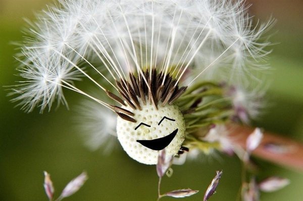 Хорошего настроения цветы