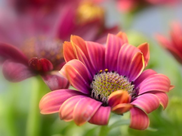 Красивое макро цветов